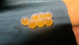 Ancistrus sp. `PUERTO AYACUCHO`